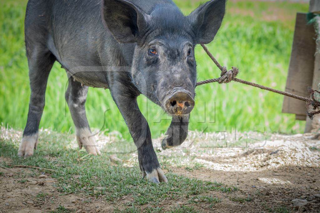 Pig tied with rope on rural farm in Manipur with green field behind