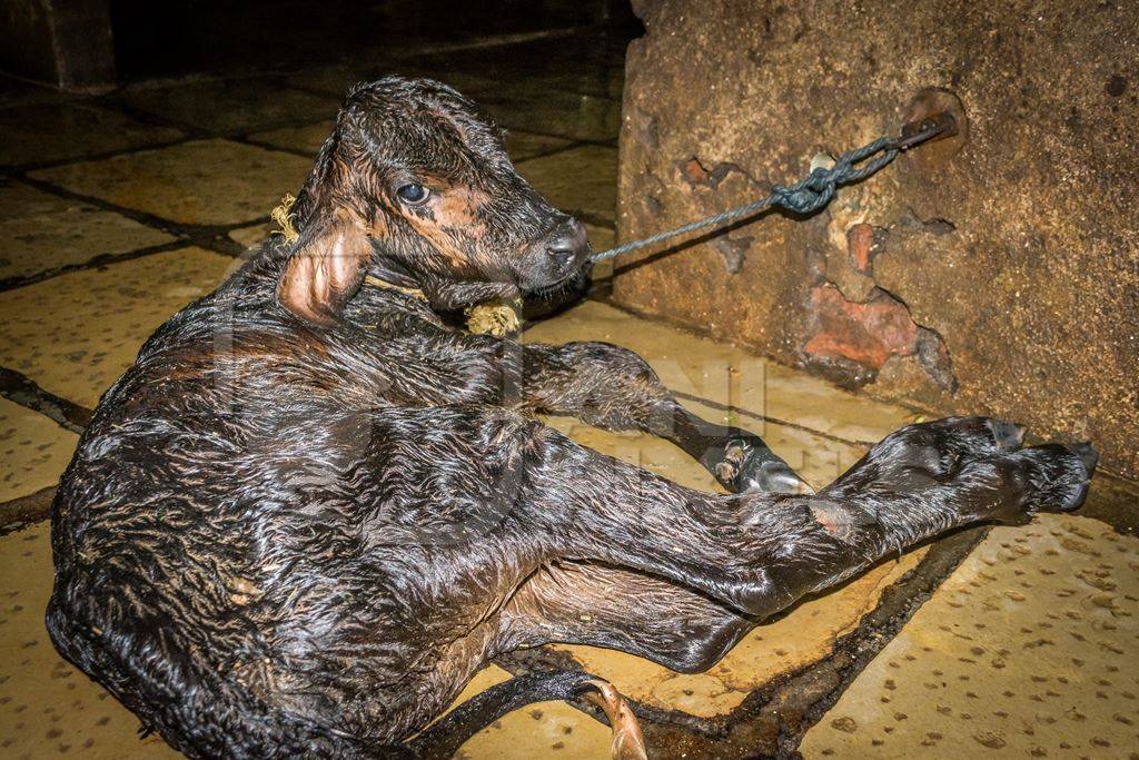 Small sad newborn baby calf tied up alone  in a urban dairy