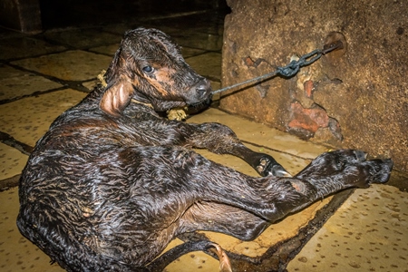 Small sad newborn baby calf tied up alone  in a urban dairy