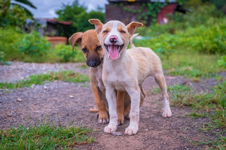 Indian stray or street puppy dogs in urban city in Maharashtra in India