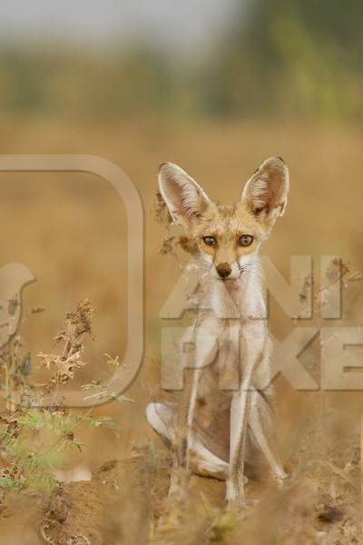 Small Indian fox in a field