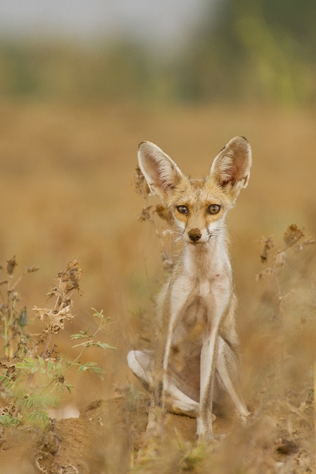 Small Indian fox in a field