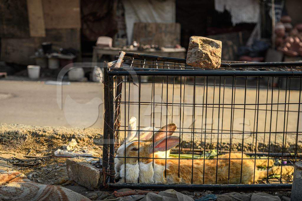 Indian rabbits in a cage in the middle of the road, Ghazipur, Delhi, India, 2022