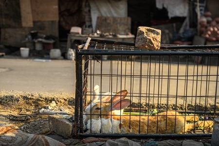 Indian rabbits in a cage in the middle of the road, Ghazipur, Delhi, India, 2022