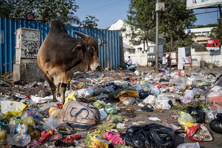 Indian street cow or bull eating from a garbage dump or waste ground, Pune, India, 2024