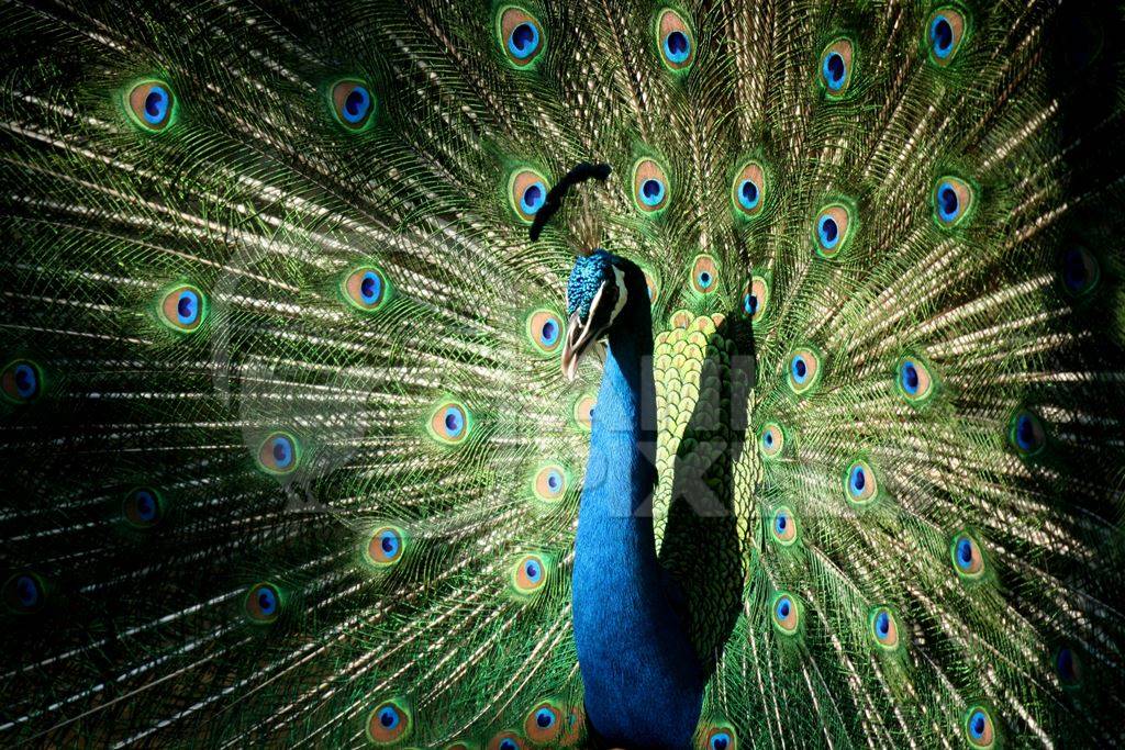 Beautiful blue peacock bird fanning his tail