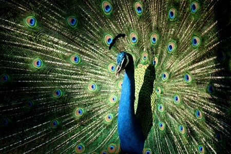 Beautiful blue peacock bird fanning his tail