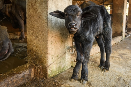 Farmed Indian buffalo calf tied up away from the mother, with a line of chained female buffaloes in the background on an urban dairy farm or tabela, Aarey milk colony, Mumbai, India, 2023