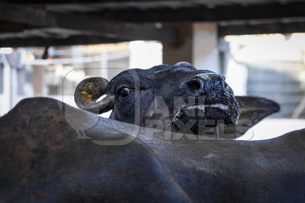 Close up of Indian buffalo on an urban dairy farm or tabela, Aarey milk colony, Mumbai, India, 2023