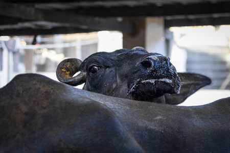 Close up of Indian buffalo on an urban dairy farm or tabela, Aarey milk colony, Mumbai, India, 2023