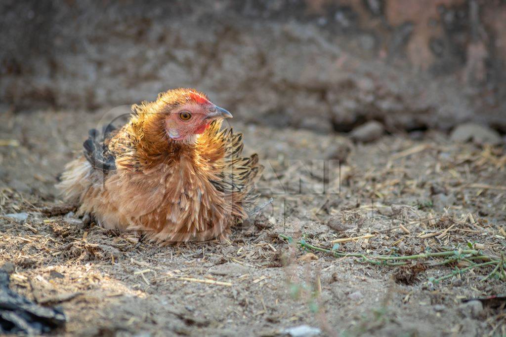 Chicken taking a dust bath in a village in rural Bihar, India