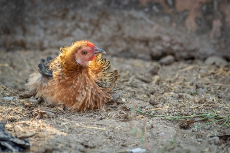 Chicken taking a dust bath in a village in rural Bihar, India