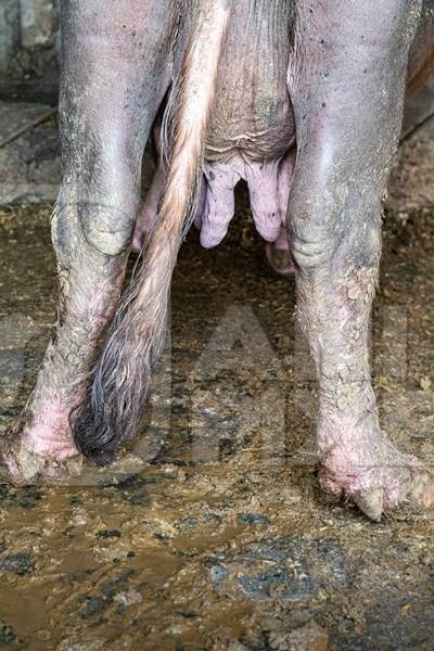 Indian buffaloes standing on dirty concrete floors in an urban Indian buffalo dairy farm or tabela in Pune, Maharashtra, India, 2021