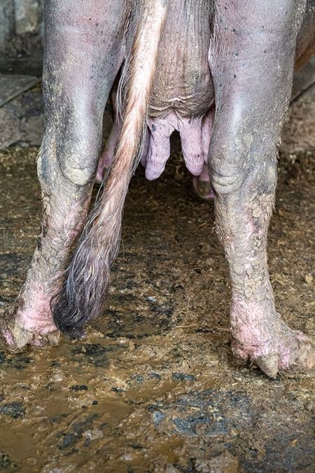 Indian buffaloes standing on dirty concrete floors in an urban Indian buffalo dairy farm or tabela in Pune, Maharashtra, India, 2021