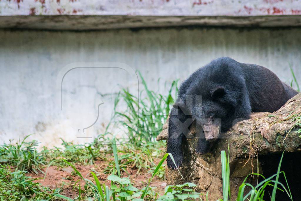 Indian Himalayan black bear captive in a bear pit at Assam state zoo in Guwahati in India