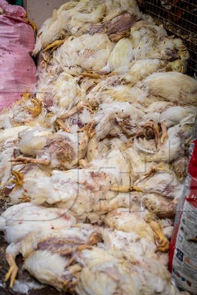 Pile of dead chickens on the ground outside a chicken shop in the city of Pune, India, 2019