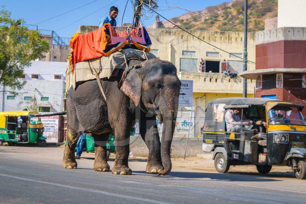 Painted elephant used for entertainment tourist ride walking on street in Ajmer