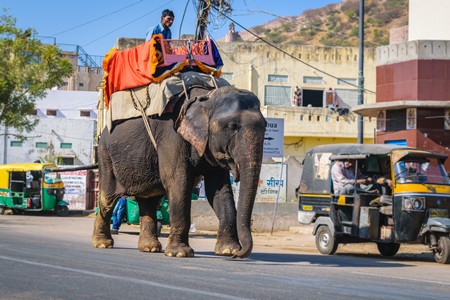 Painted elephant used for entertainment tourist ride walking on street in Ajmer