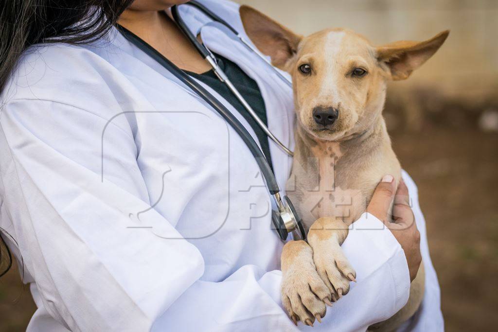 Veterinarian with a stethoscope examining a street puppy on the street in a city