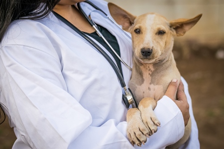 Veterinarian with a stethoscope examining a street puppy on the street in a city