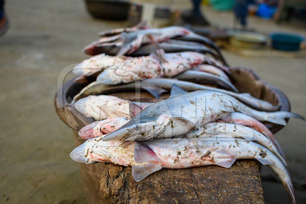 Indian sharks on sale at Malvan fish market on beach in Malvan, Maharashtra, India, 2022