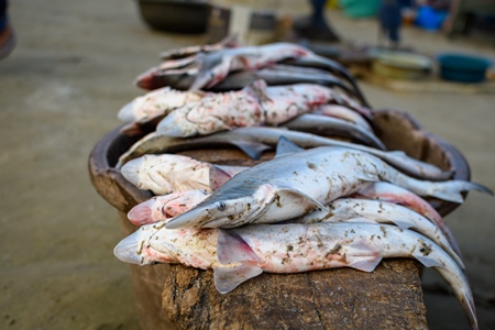 Indian sharks on sale at Malvan fish market on beach in Malvan, Maharashtra, India, 2022