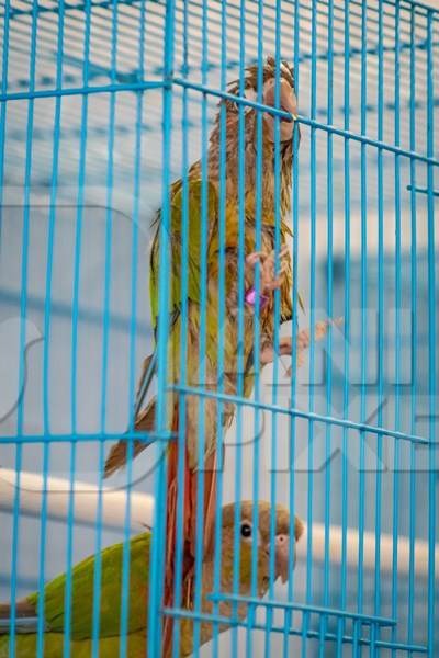 Exotic  green cheeked conure bird appears sick in cage on sale at Crawford pet market