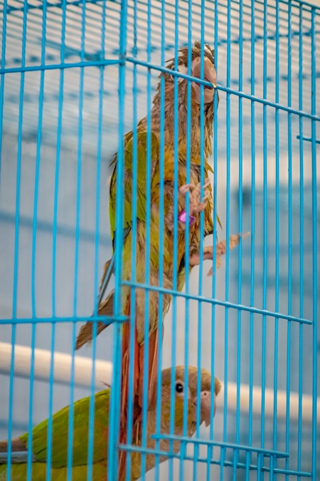 Exotic  green cheeked conure bird appears sick in cage on sale at Crawford pet market