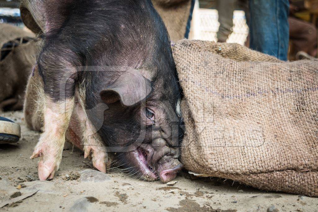 People holding pigs for sale for meat at the weekly animal market