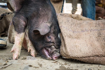 People holding pigs for sale for meat at the weekly animal market