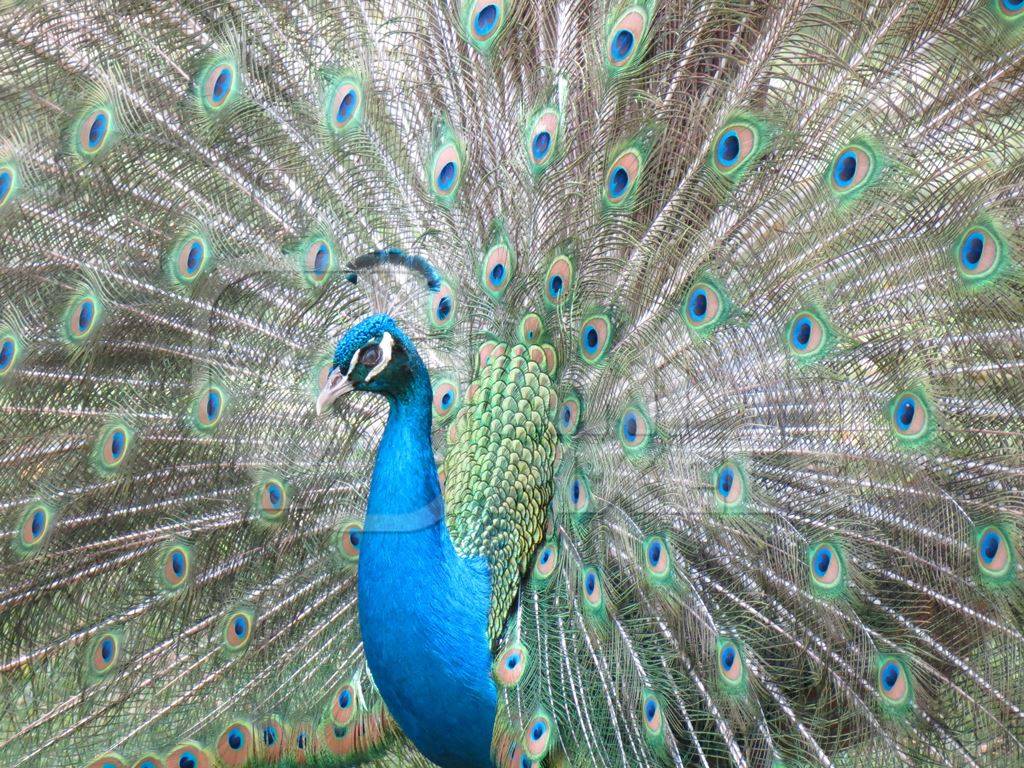 Beautiful blue peacock bird fanning his tail