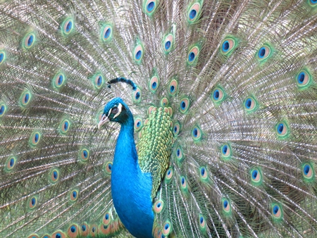 Beautiful blue peacock bird fanning his tail