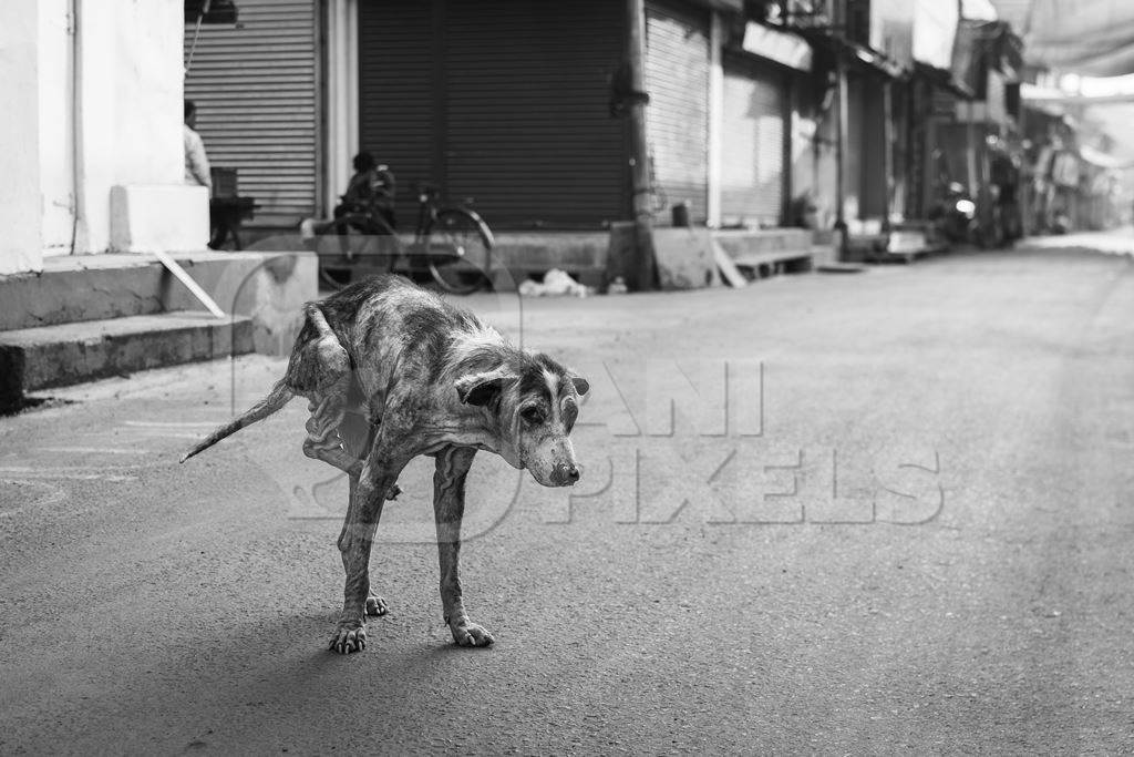 Indian street dog or stray pariah dog with mange or skin disease, Malvan, India, 2022