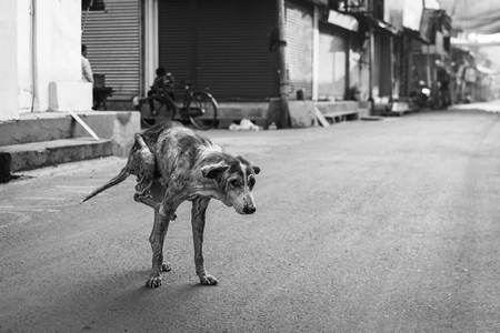 Indian street dog or stray pariah dog with mange or skin disease, Malvan, India, 2022