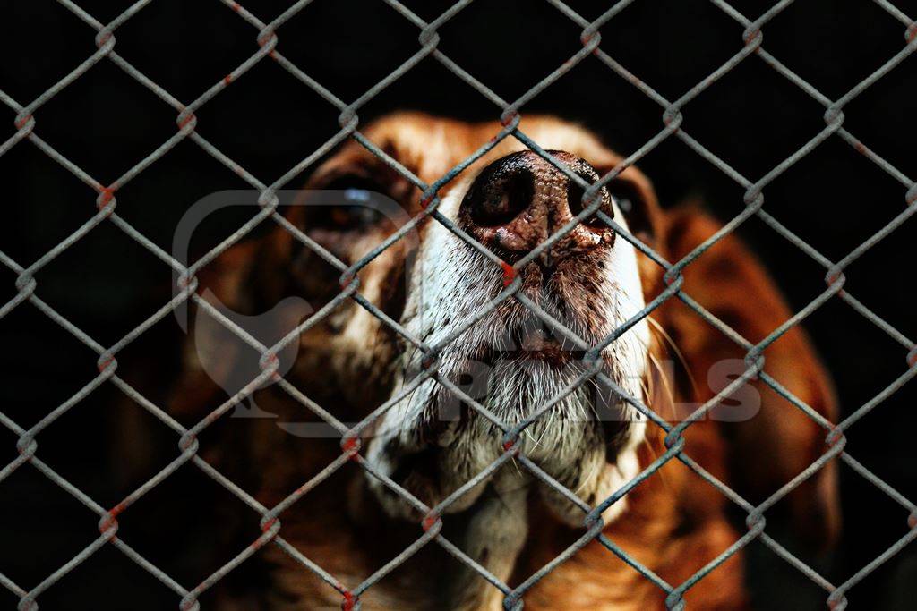 Brown dog looking through cage at animal shelter