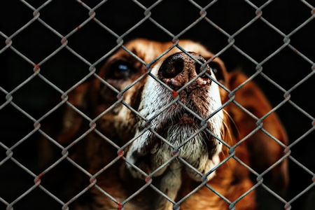 Brown dog looking through cage at animal shelter