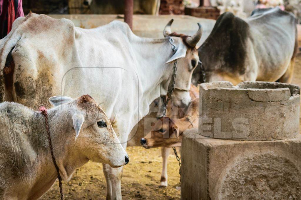 Cows and calves tied up in a rural dairy farm in Rajasthan
