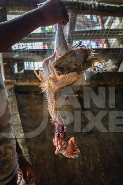 De-feathered Indian broiler chicken removed from boiling water at a chicken market, Kohima, Nagaland, India, 2018