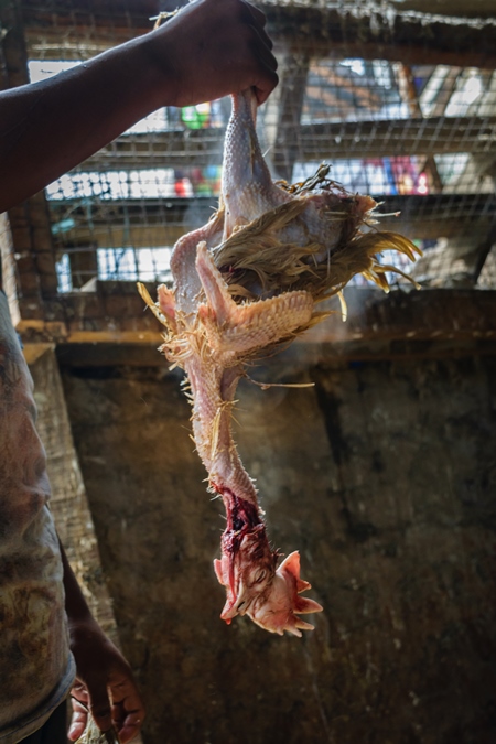 De-feathered Indian broiler chicken removed from boiling water at a chicken market, Kohima, Nagaland, India, 2018