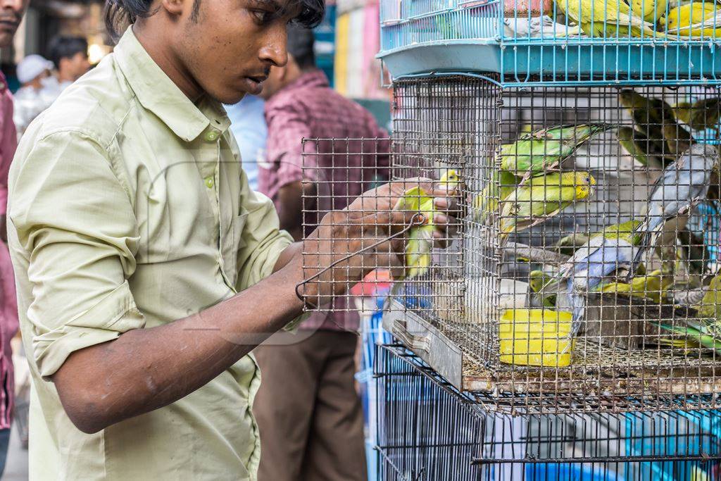 Man removing yellow and green cockatiel or budgerigar from cage at Crawford pet market