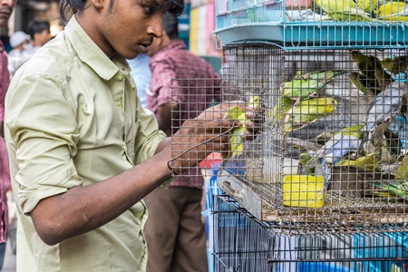 Man removing yellow and green cockatiel or budgerigar from cage at Crawford pet market