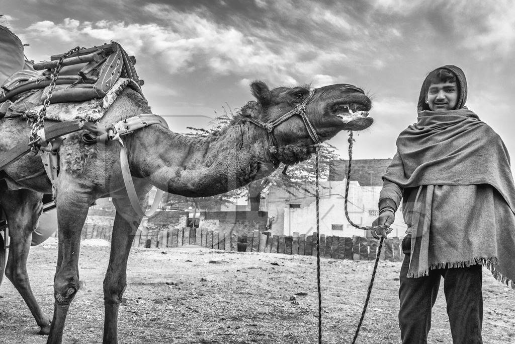 Working camel overloaded with large load with man in Bikaner in Rajasthan with black and white