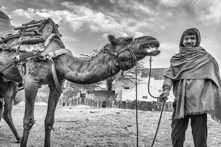 Working camel overloaded with large load with man in Bikaner in Rajasthan with black and white