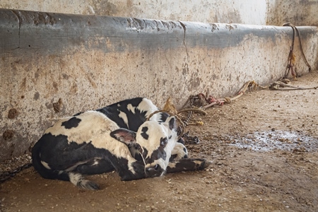 Photo of farmed Indian dairy cow calf tied up alone away from his mother in an urban dairy farm in a city in Maharashtra, India