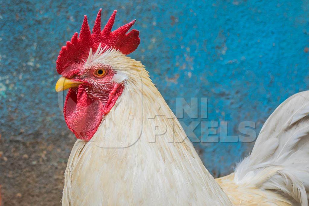 Chicken or rooster in the street in the city of Mumbai with blue wall background