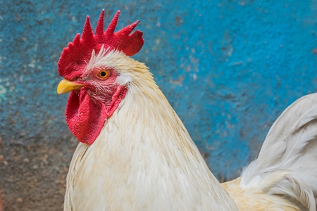 Chicken or rooster in the street in the city of Mumbai with blue wall background