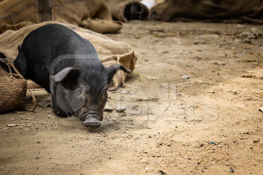 Pigs tied up in sacks and on sale for meat at the weekly animal market