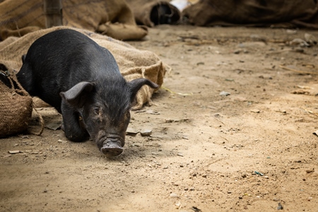 Pigs tied up in sacks and on sale for meat at the weekly animal market