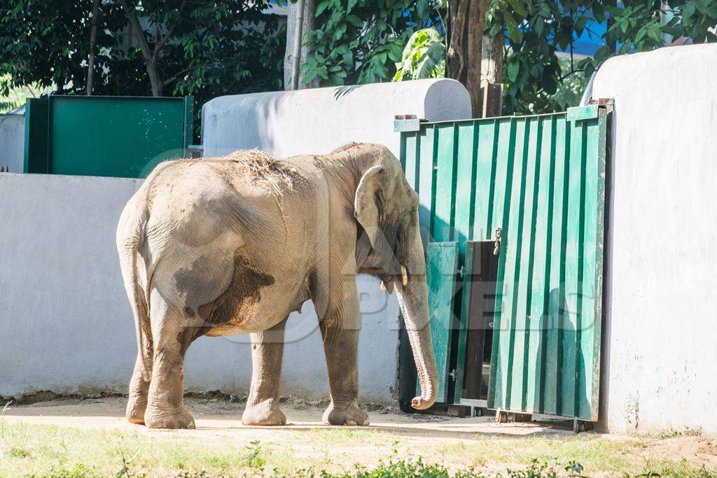 Captive Indian elephant in an enclosure in captivity in a zoo in Patna