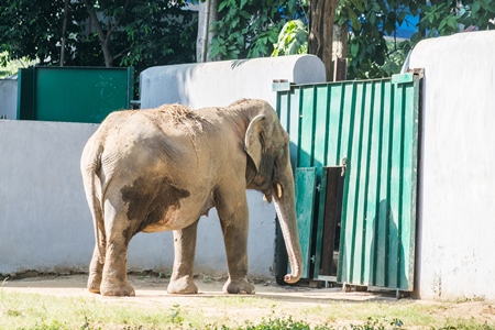 Captive Indian elephant in an enclosure in captivity in a zoo in Patna